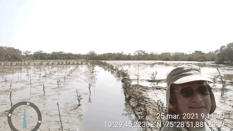 Equipo NEXUS en territorio — monitoreo de restauración de manglar